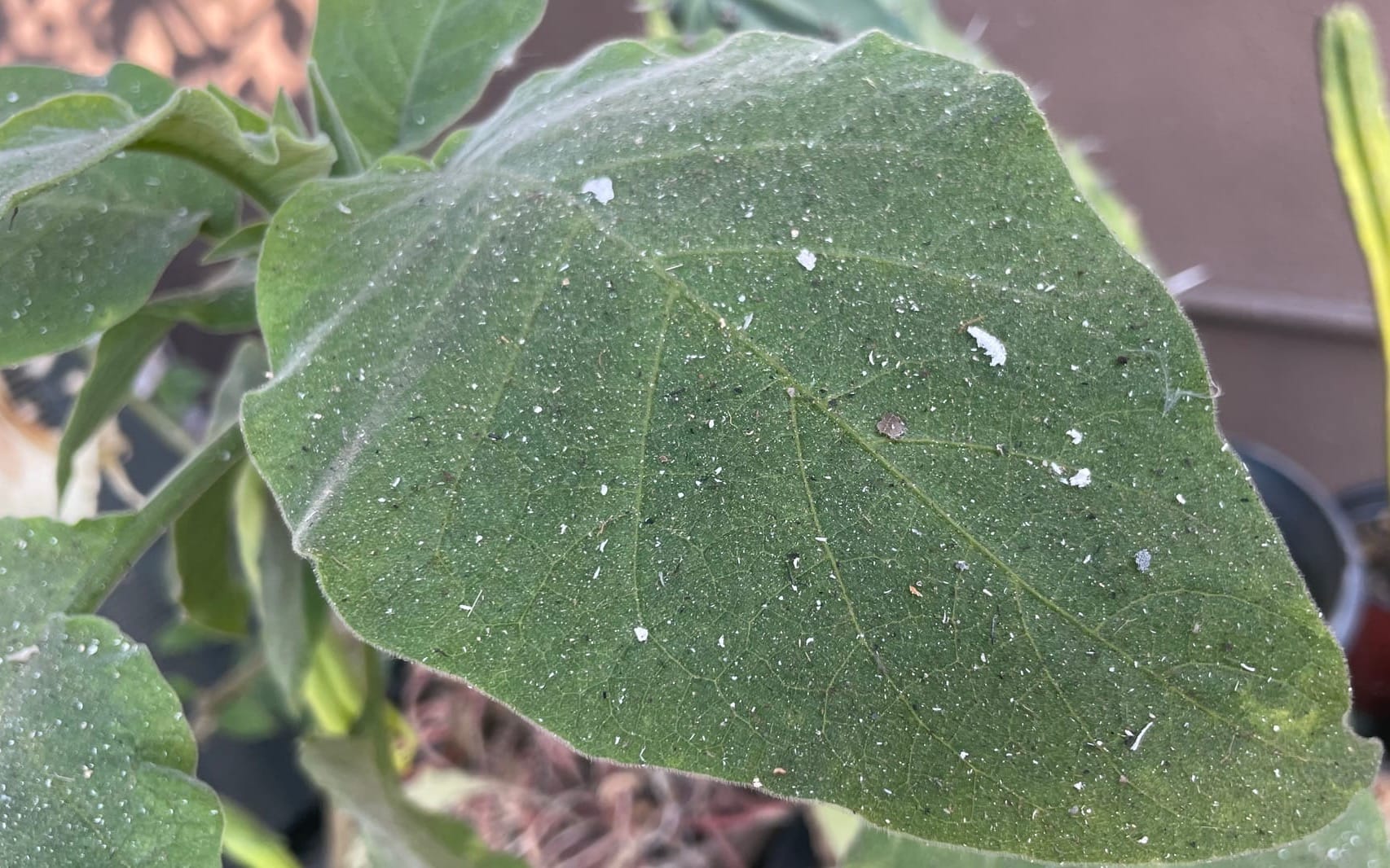 Flecks of white ash dotting a fuzzy green leaf in a backyard garden